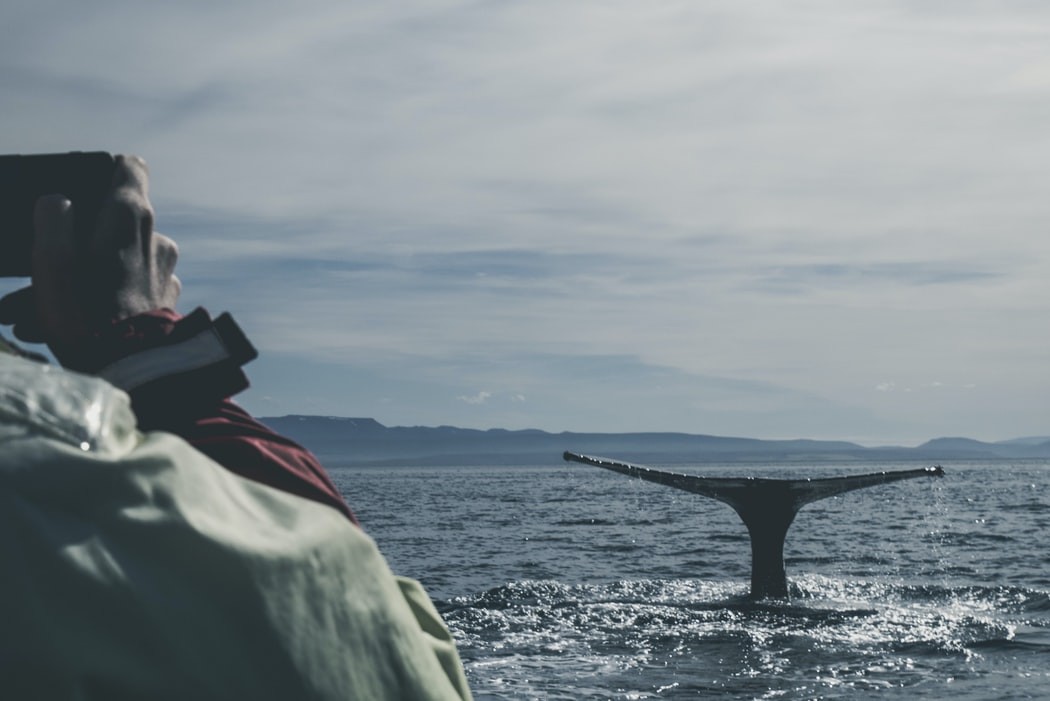 Observation des baleines depuis Reykjavik